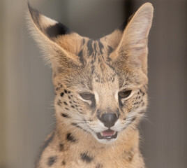 サーバルキャット