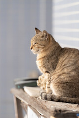 座る猫　キジトラ猫