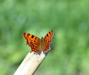 Orange Comma butterfly (Polygonia c-album) rests on a dry stipe.