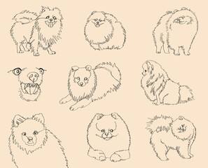 Cutted dog on a white background. Spitz dog breed. Continuous line drawing dog. Silhouettes of dogs in different poses.