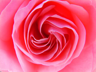 Rosa Rose, close-up