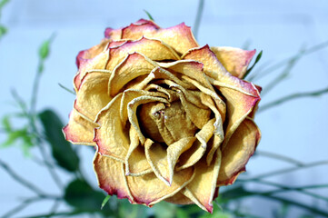 Verblühte Rose
