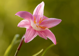 Pink Rain Lily (Zephyranthes carinata)