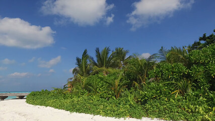 Lush palm trees on the sandy ocean shore