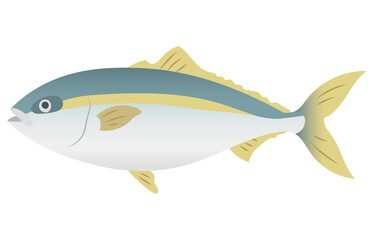 鰤（ぶり）　Yellowtail vector illustration