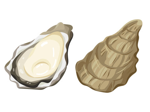 牡蠣　oyster  Vector Illustration