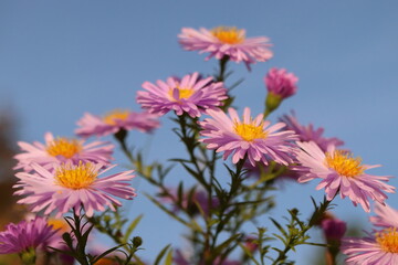 Fototapeta premium Symphyotrichum novi-belgii, pink flowers with blue background