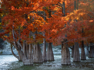 Swamp cypress trees in beautiful autumn dress
