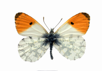 Orange tip (Anthocharis cardamines) is a butterfly in the family Pieridae
