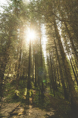 Fototapeta na wymiar Forest and sun light scenery in Italy serene scenic view italian woods wilderness nature trees background