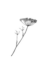 Hogweed drawing. Pencil drawing of dry plants. Herbarium. Gray hand draw plants.