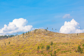 Fototapeta premium Rare fir trees growing on the hill 