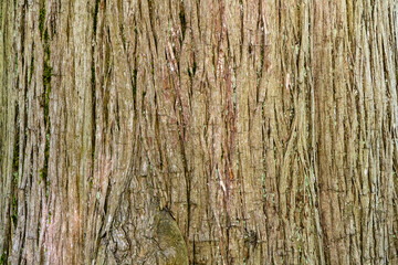 Bark Texture Taxodium mucronatum (Taxodium Huegelii Lawson), commonly known as Montezuma bald cypress or Montezuma cypress, is large evergreen or semi-evergreen tree.
