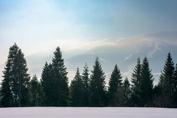 forest on the snow covered hill. beautiful nature scenery on a cold winter morning. mountain ridge in the distance