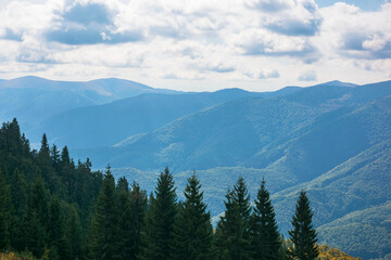 carpathian forested mountains in autumn. beautiful nature landscape on a cloudy day