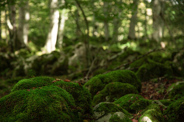Mossy rocks in Selva de Irati. Navarra, Spain.