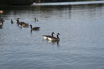 Enten auf dem See