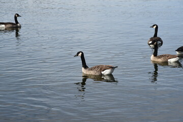 Enten auf dem See