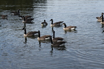 Enten auf dem See