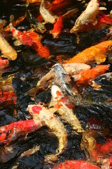 The beautiful fancy carp koi fish feeding in pond in the garden. Japan Koi Carp in Koi Pond float in water, view from above. Many colourful fishes in one place - yellow fish, orange fish.