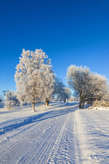 Obraz premium Snowy road with hoarfrost on the trees on a sunny winter day