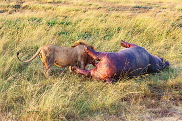 Dead hippo with an eating lion