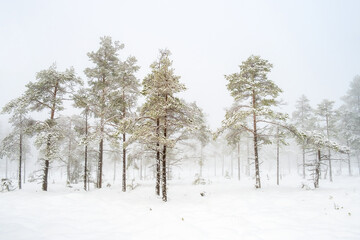 Pine forest in fog and snow on a bog