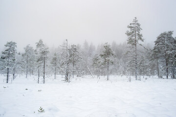 Foggy winter day on a bog with old pines