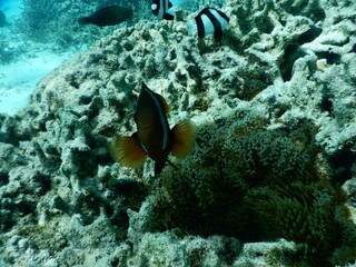 Underwater coral reef at Guam, グアム　熱帯魚　水中　サンゴ　魚