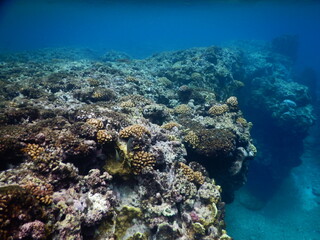Naklejka na ściany i meble Underwater coral reef at Guam, グアム　熱帯魚　水中　サンゴ　魚