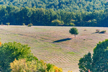Lone tree in a large mountain field