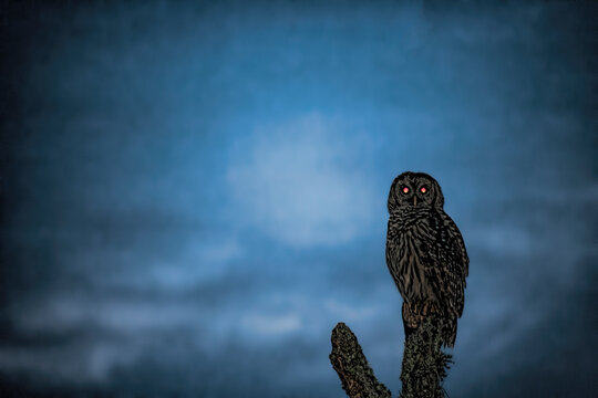 Spooky Owl looking possessed in an eerie scene.