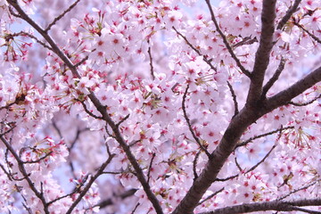 満開の桜　cherry blossom in Japan, blooming, spring