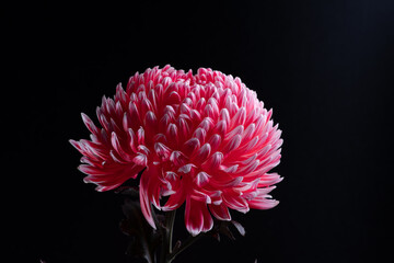 Pink Disbud Mum flower