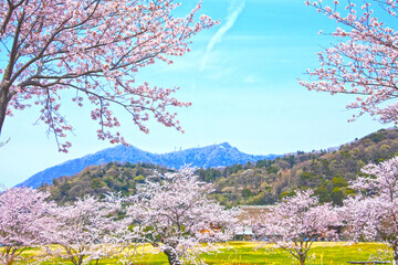 茨城県の北条大池の桜並木と筑波山