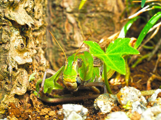 トノサマバッタのクローズアップ