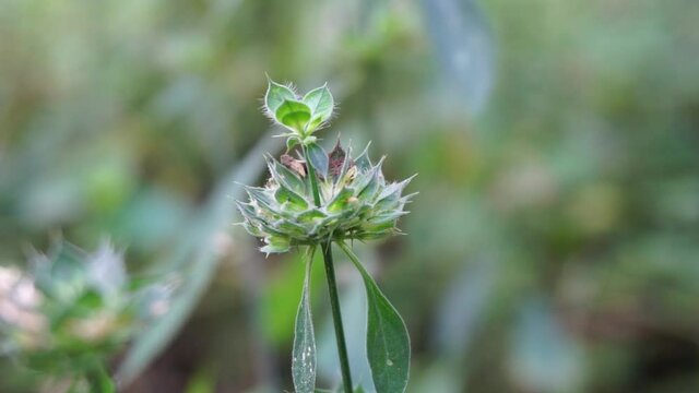 Clinacanthus nutans (Also called Acanthaceae, belalai gajah, phaya yo, Sabah snake grass, ki tajam, dandang gendis) on the nature. Has been used in Indonesia in the treatment of dysentery and diabetes