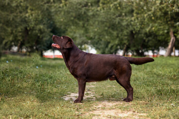 brown labrador retriever dog resting outside