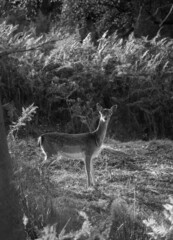 Young Fallow deer walking through an autumn landscape 