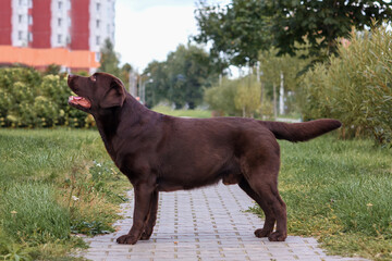 brown labrador retriever dog resting outside