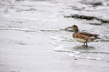 Happy duck coming out of water in a stormy weather, Baltic sea