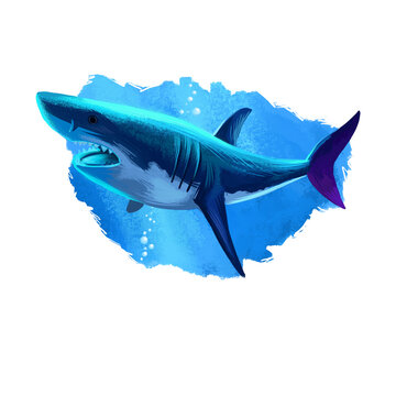 Shark in water realistic design isolated on white background digital art illustration. Underwater dangerous fish, marine predator with large teeth, giant undersea animal, wildlife creature.