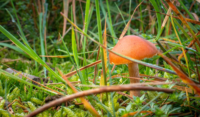 Pilz auf Waldboden