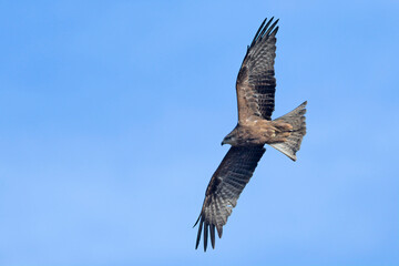Fototapeta na wymiar Milvus migrans (Black Kite), Crete
