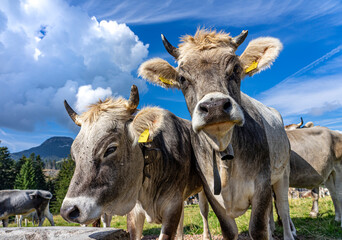 Wandern und MTB in den Südtiroler Dolomiten: zwei hübsche junge braune Kühe im Eggental mit Halsband und Kuhglocke
