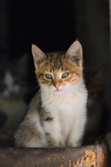 Naklejka na ściany i meble Pretty kitten sitting and watching camera, vertical photo, homeless cat