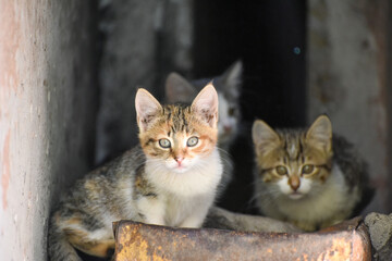 Homeless kittens watching at camera , fluffy pets searching home