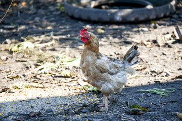 Hen standing , portrait of hen on the farm , rural life photo