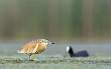 Squacco Heron (Ardeola ralloides), Crete