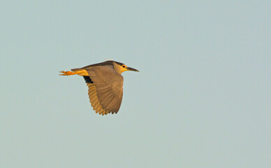 Night Heron (Nycticorax nycticorax), Crete